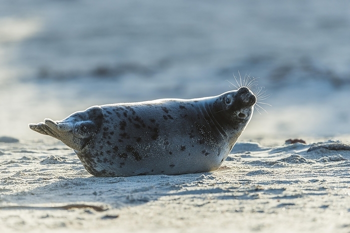 gray seal  Halichoerus grypus  Grey Seal  Halichoerus grypus , Pup in Backlight, Helgoland, Dune, North Sea, Island, Schleswig Holstein, Germany, Europe, by Raimund Linke