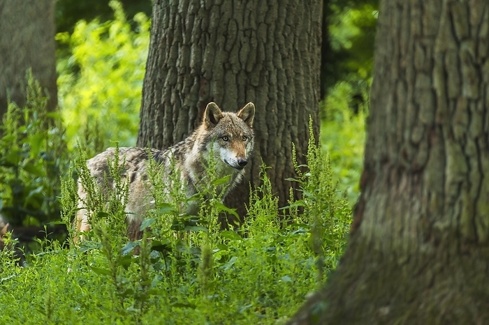 Wolf (Canis lupus), captive, by Raimund Linke