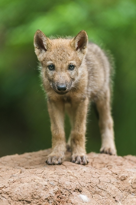 Wolf (Canis lupus), pup, captive, by Raimund Linke