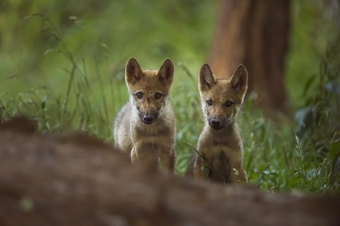 Wolf (Canis lupus), two Pups, captive, by Raimund Linke