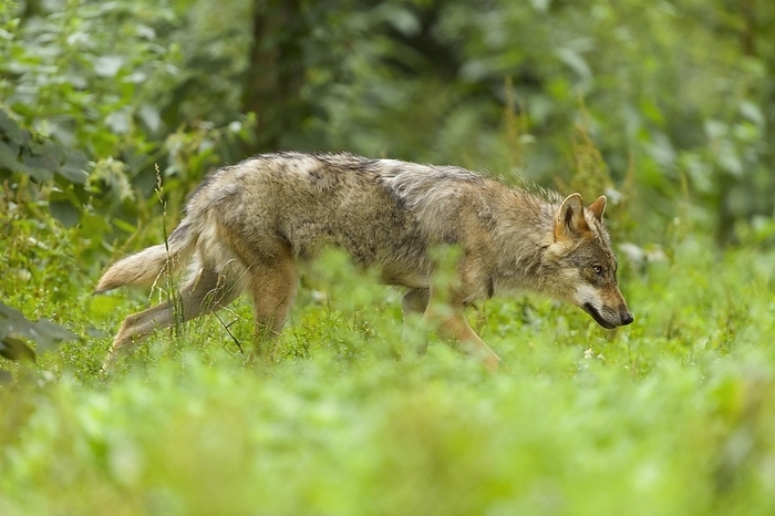 Wolf (Canis lupus), running, captive, by Raimund Linke