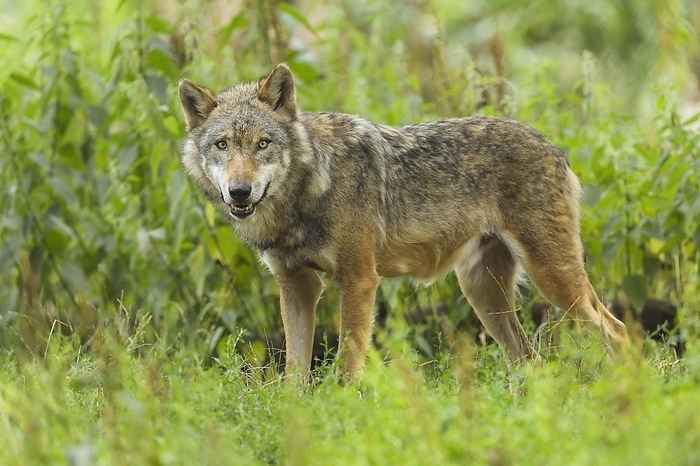 Wolf (Canis lupus), captive, by Raimund Linke