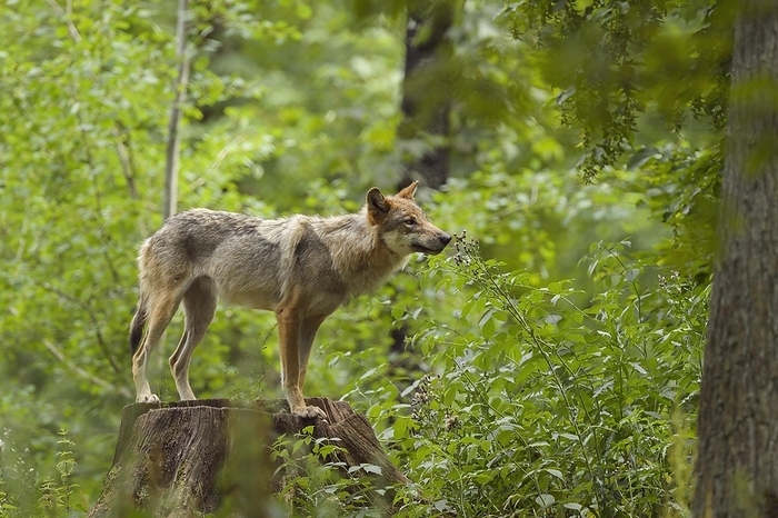 Wolf (Canis lupus), on tree trunk, captive, by Raimund Linke