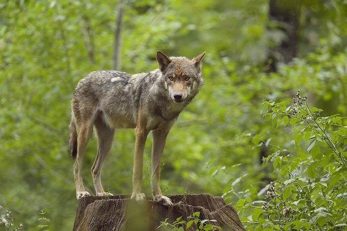 Wolf (Canis lupus), on tree trunk, captive, by Raimund Linke