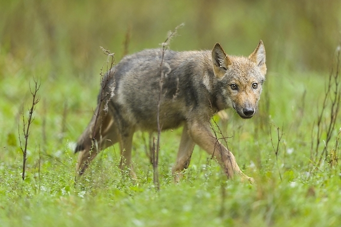 Wolf (Canis lupus), Young Wolf, captive, by Raimund Linke