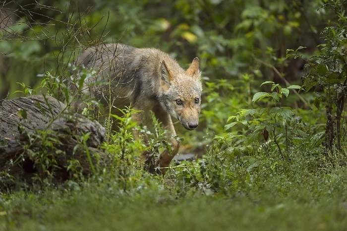 Wolf (Canis lupus), Young Wolf, captive, by Raimund Linke