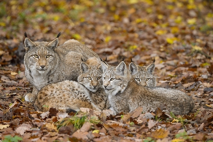 Eurasian Lynx  Lynx lynx  Eurasian Lynx  Lynx lynx , Female with three kittens, captive, by Raimund Linke