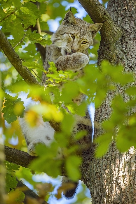 Eurasian Lynx  Lynx lynx  Eurasian Lynx  Lynx lynx , Tomcat in tree, captive, by Raimund Linke