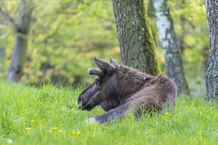 elk Moose  Alces alces , Elk, lying in Birch forest springtime, by Raimund Linke