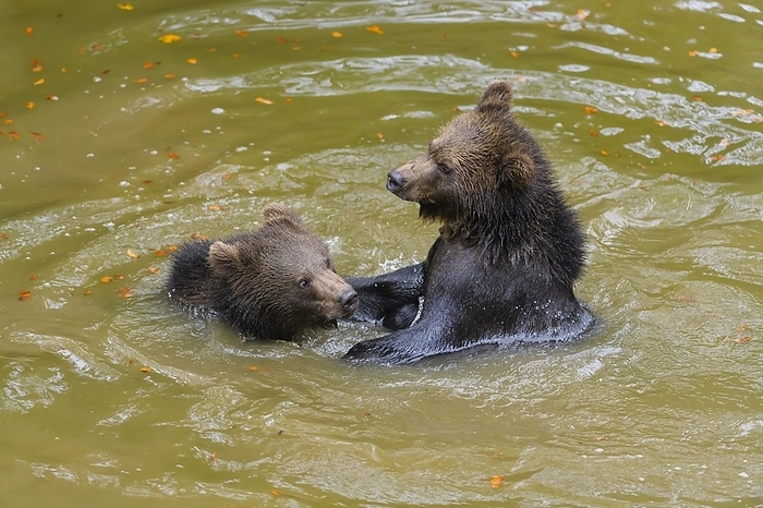 brown bear  Ursus arctos  European Brown Bear  Ursus arctos , cubs fighting in pond, captive, by Raimund Linke