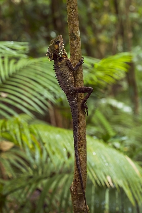 Boyd's Forest Dragon (Hypsilurus boydii), Daintree Rainforest, Cow Bay, Queensland, Australia, Oceania, by Raimund Linke