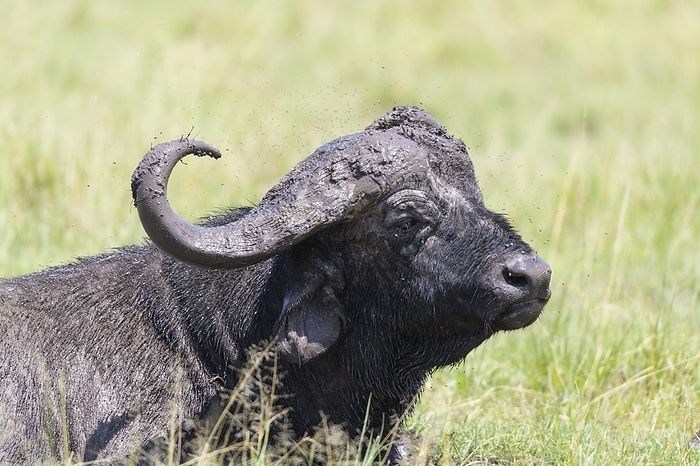 Cape buffalo Cape Buffalo  Syncerus caffer , Masai Mara National Reserve, Kenya, Africa, by Raimund Linke