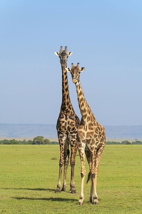 Kirin  brand of beer  Masai Giraffe  Giraffa camelopardalis , two animals, Masai Mara National Reserve, Kenya, Africa, by Raimund Linke