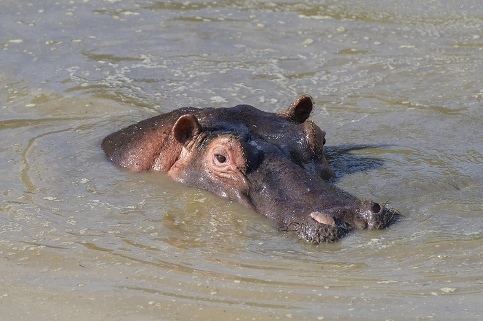 Hippopotamus (Hippopatamus amphibius), in water, Masai Mara National Reserve, Kenya, Africa, by Raimund Linke