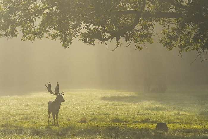 dama deer Fallow deer  Dama dama , Cervus dama, male with morning mist, by Raimund Linke