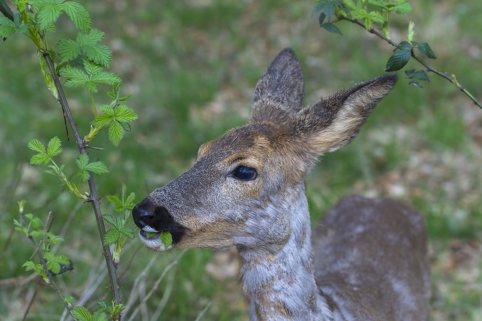 common muntjac  species of barking deer, Muntiacus muntjak  Roe Deer  Capreolus capreolus , eats fresh leaves, springtime, Germany, Europe, by Raimund Linke