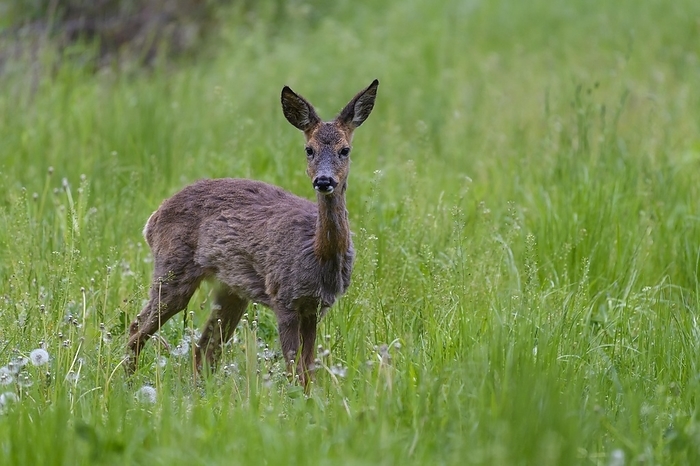 common muntjac  species of barking deer, Muntiacus muntjak  Roe Deer  Capreolus capreolus , in meadow, springtime, Germany, Europe, by Raimund Linke