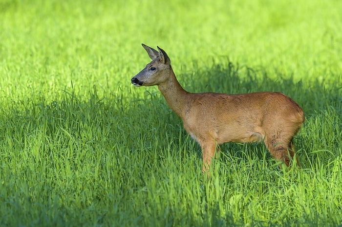 common muntjac  species of barking deer, Muntiacus muntjak  Roe Deer  Capreolus capreolus , in meadow, summer, Germany, Europe, by Raimund Linke