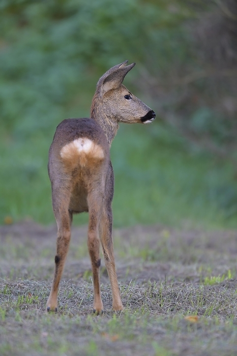 common muntjac  species of barking deer, Muntiacus muntjak  Roe Deer  Capreolus capreolus , in meadow, summer, Germany, Europe, by Raimund Linke