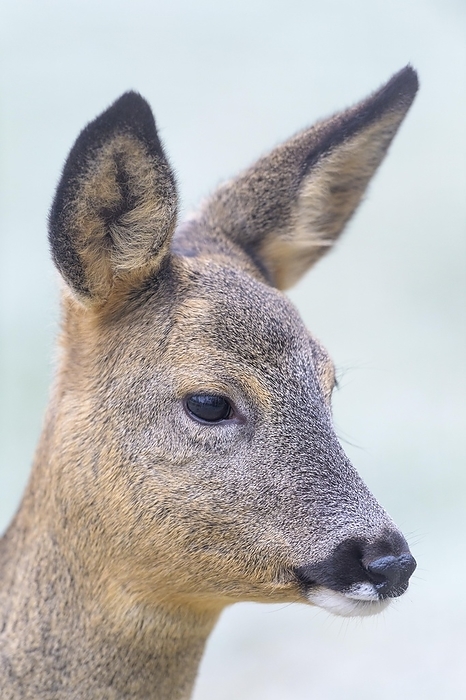 common muntjac  species of barking deer, Muntiacus muntjak  Roe Deer  Capreolus capreolus , portrait, Germany, Europe, by Raimund Linke