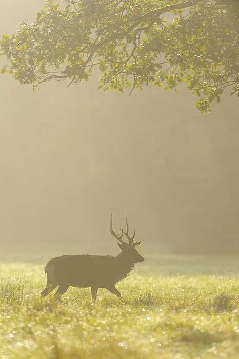 sika deer  Cervus nippon  Sika Deer  Cervus nippon , male in morning mist, autumn, by Raimund Linke