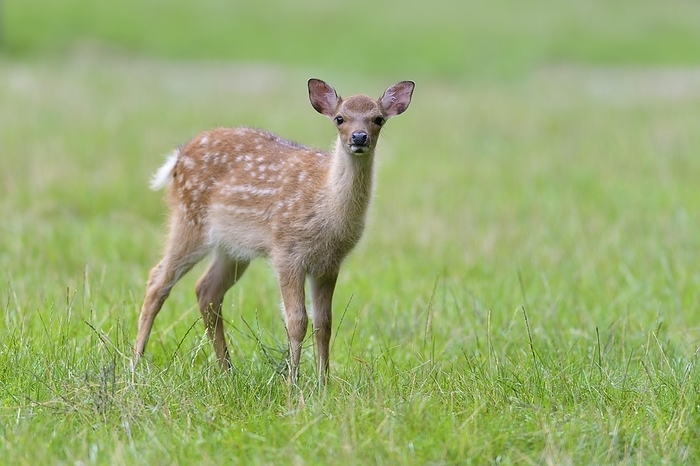sika deer  Cervus nippon  Sika Deer  Cervus nippon , fawn in meadow, summer, by Raimund Linke