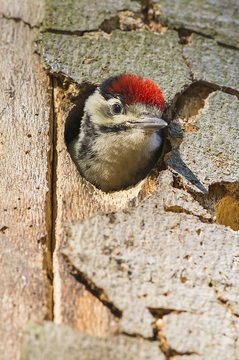 red woodpecker  Dryocopus martius  Great Spotted Woodpecker  Dendrocopos major , young woodpecker looking out of tree hollow, Hesse, Germany, Europe, by Raimund Linke