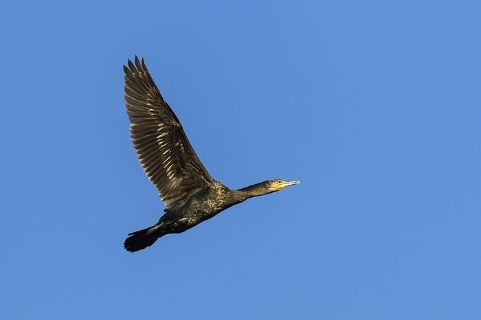 great cormorant  Phalacrocorax carbo  Great Black Cormorant  Phalacrocorax carbo , in flight, springtime, by Raimund Linke