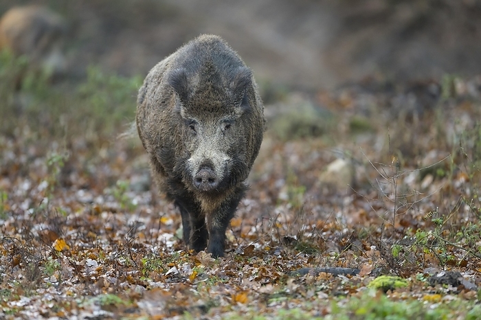 wild boar Wild boar  Sus scrofa , adult running, Hesse, Germany, Europe, by Raimund Linke