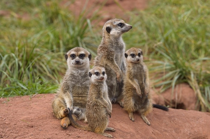 meerkat  Suricata suricatta  Meerkat  Suricata suricatta , adult with young animal, captive, by Raimund Linke