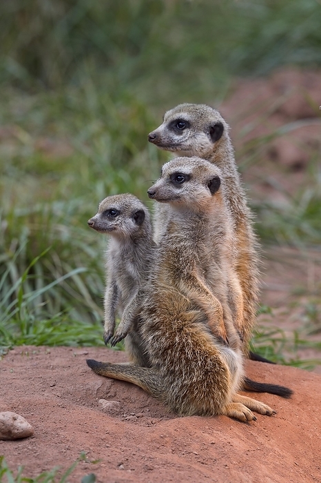 meerkat  Suricata suricatta  Meerkat  Suricata suricatta , adult with young animal, captive, by Raimund Linke