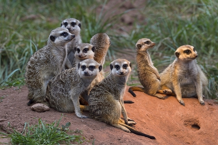meerkat  Suricata suricatta  Meerkat  Suricata suricatta , group with young, captive, by Raimund Linke