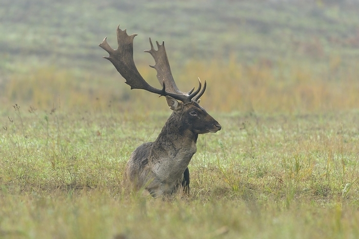 dama deer Fallow Deer  Dama dama , lying during the rutting season, autumn, by Raimund Linke