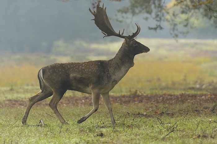 dama deer Fallow Deer  Dama dama , running during the rutting season, autumn, by Raimund Linke