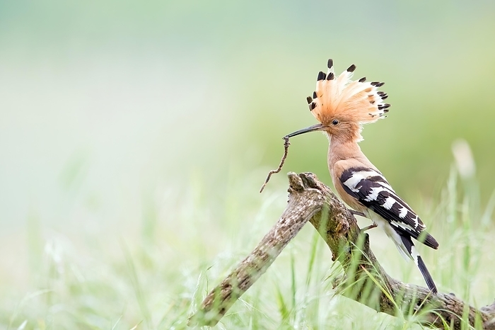 Hoopoe (Upupa epops) male with earthworm, foraging, Middle Elbe Biosphere Reserve, Saxony-Anhalt, Germany, Europe, by Martin Demmel