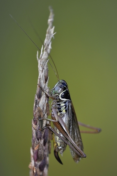 Roesel's bush-cricket (Roeseliana roeselii), female with ovipositor, Schleswig-Holstein, Germany, Europe, by Michael Dietrich