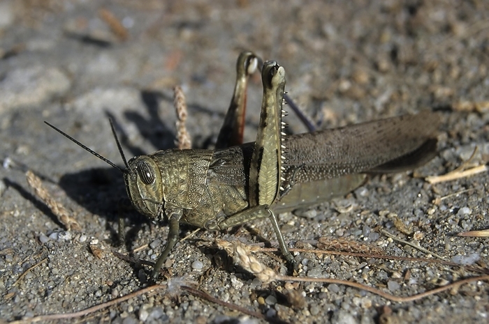 Egyptian locust (Anacridium aegyptium), Sardinia, France, Europe, by Michael Dietrich