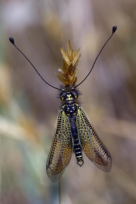 Black yellow owlfly (Libelloides longicornis), Corsica, France, Europe, by Michael Dietrich