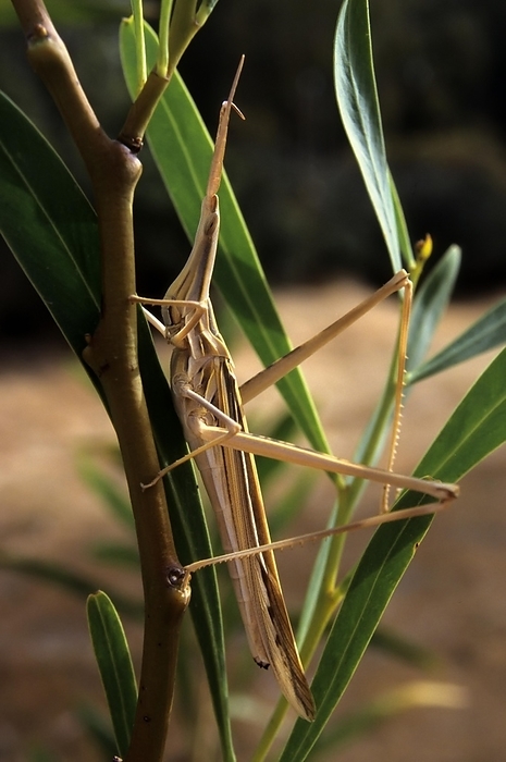 Mediterranean slant-faced grasshopper (Acrida ungarica), Sardinia, Italy, Europe, by Michael Dietrich