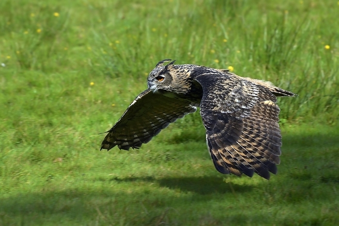 Eurasian Eagle-owl (Bubu bubu), in flight, Schleswig-Holstein, Germany, Europe, by Michael Dietrich