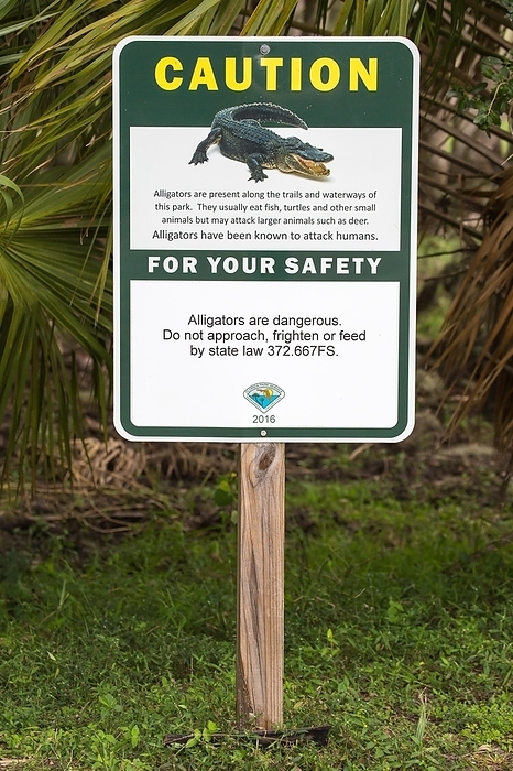 Warning sign Alligators, free ranging alligators, Myakka River State Park, Florida, USA, North America, by Marc Rasmus