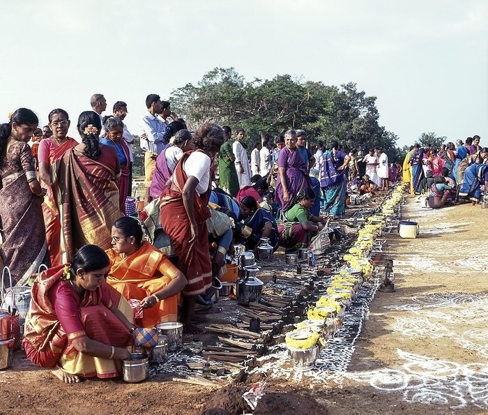 Women gathered for preparing Sevvai Pongal in Paganeri Village, Sivaganga, Tamil Nadu, India, Asia, by Muthuraman V