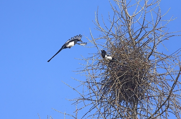 European magpie  Pica pica  European magpies  Pica pica  building a nest, Bavaria, Germany, Europe, by Helmut Meyer zur Capellen
