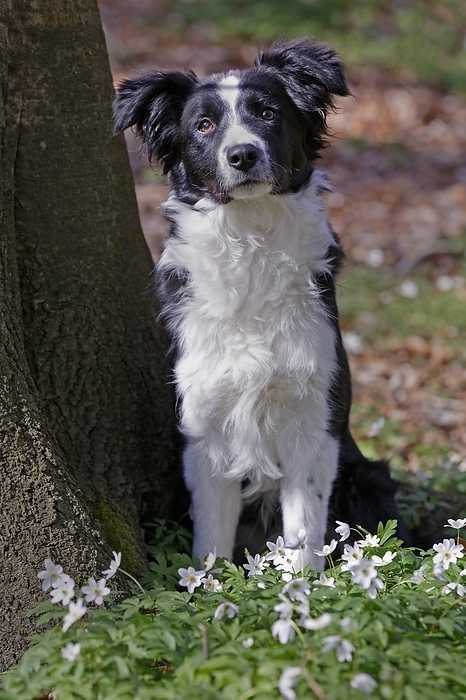 Border collie sitting in the forest, Schleswig Holstein, Germany, Europe, by Naturfoto-Online