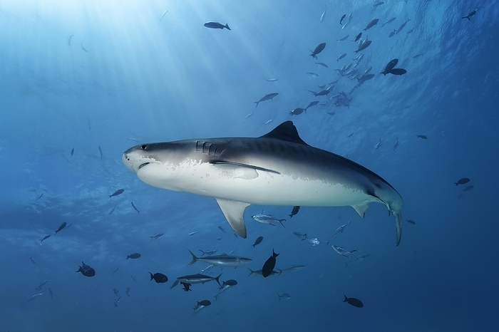 tiger shark  Galeocerdo cuvier  Tiger Shark  Galeocerdo cuvier , Fuvahmulah Island, Gnaviyani or Nyaviyani Atoll, Maldives, Asia, by Norbert Probst