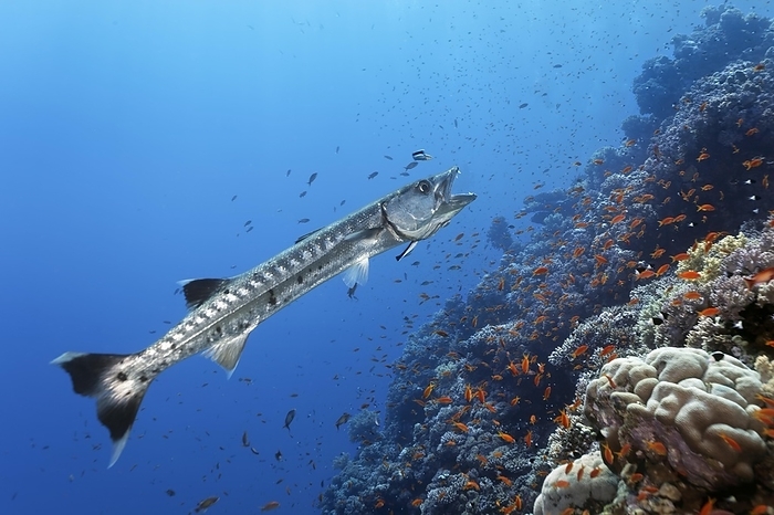 Blackfin barracuda (Sphyraena qenie) in cleaning station with bluestreak cleaner wrasse (Labroides dimidiatus), Ras Muhammed Natinal Park, Red Sea, Sharm el Sheikh, Sinai, Egypt, Africa, by Norbert Probst