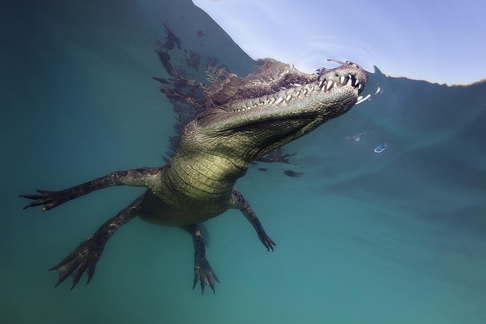 American crocodile  Crocodylus acutus  Pointed crocodile, or american crocodile  Crocodylus acutus , underwater, sea, just below surface, reflection, Jardines de la Reina, Caribbean Sea. Republic of Cuba, Caribbean, Central America, by Norbert Probst