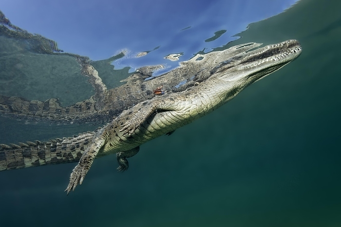 American crocodile  Crocodylus acutus  Pointed crocodile, or american crocodile  Crocodylus acutus , underwater, sea, just below surface, reflection, Jardines de la Reina, Caribbean Sea. Republic of Cuba, Caribbean, Central America, by Norbert Probst