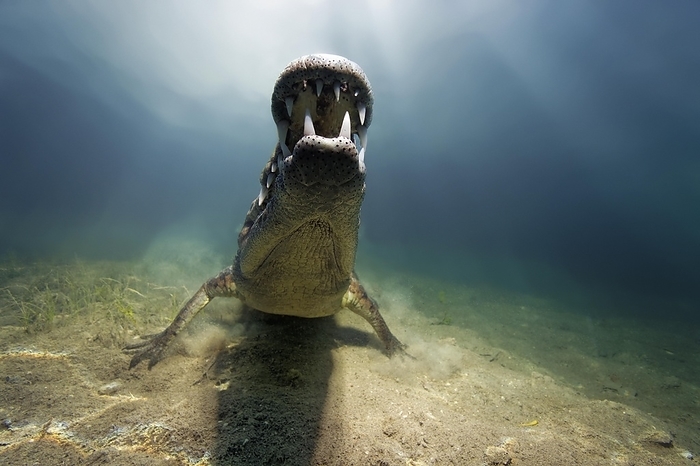 American crocodile  Crocodylus acutus  Pointed crocodile, or american crocodile  Crocodylus acutus , underwater, seabed, Caribbean Sea, Jardines de la Reina, Republic of Cuba, Caribbean, Central America, by Norbert Probst