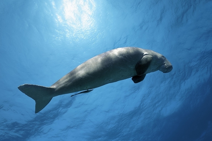 dugong  Dugong dugon  Dugong  Dugong dugon  also dugong, female, adult, swimming backlit in the open sea, Great Barrier Reef, Great Barrier Reef, Coral Sea, UNESCO World Heritage Site, Queensland, Cairns, Australia, Pacific Ocean, Oceania, by Norbert Probst